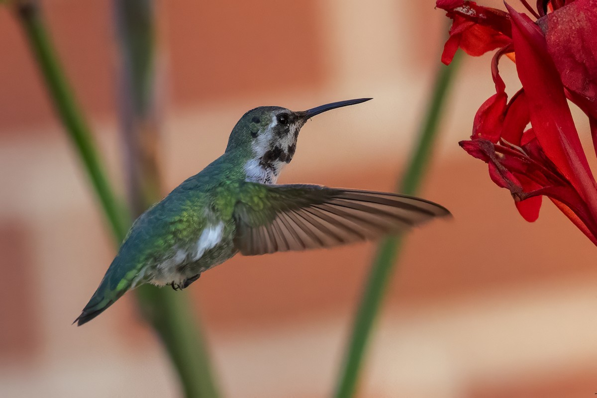 Costa's Hummingbird - ML644390949