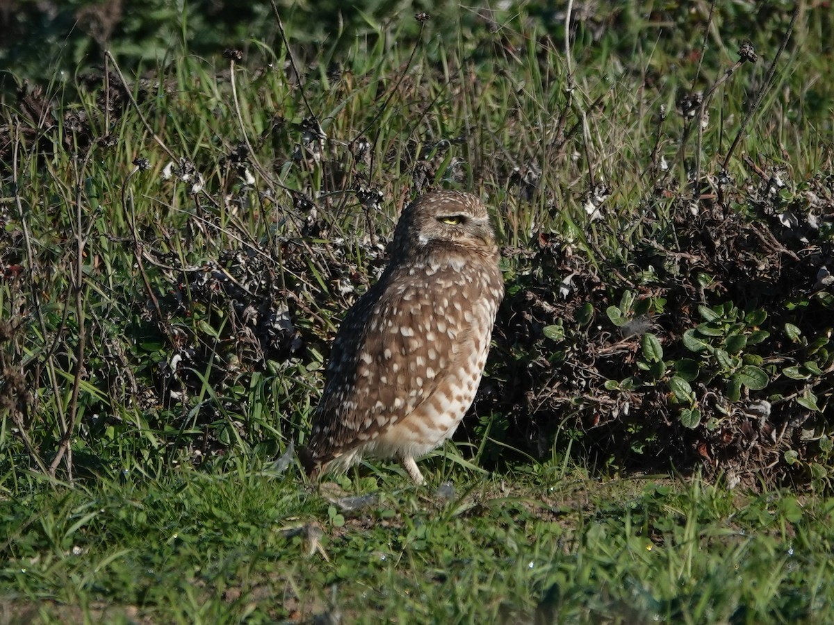 Burrowing Owl - ML644390951