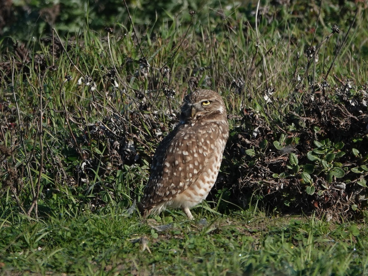 Burrowing Owl - ML644390952