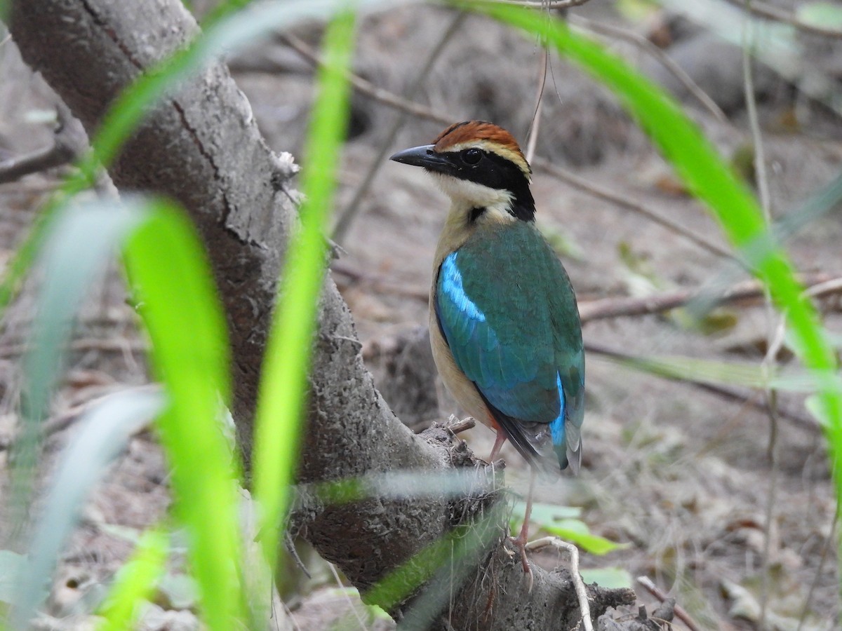 Fairy Pitta - ML644390955