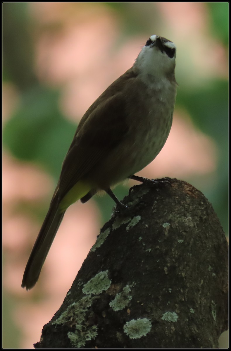 Schwarzzügelbülbül - ML644390956