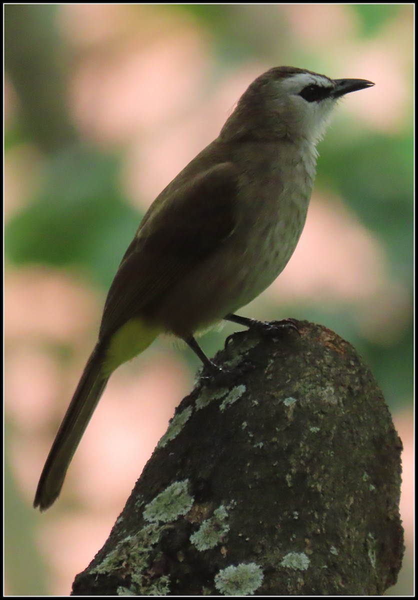 Schwarzzügelbülbül - ML644390957