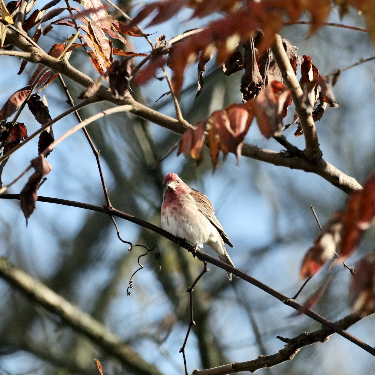 Purple Finch (Eastern) - ML644390963
