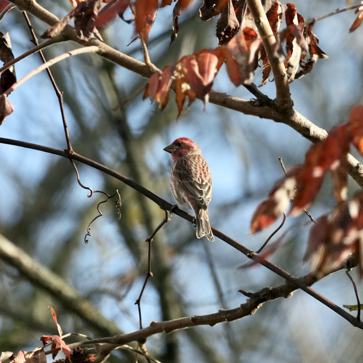 Purple Finch (Eastern) - ML644390964