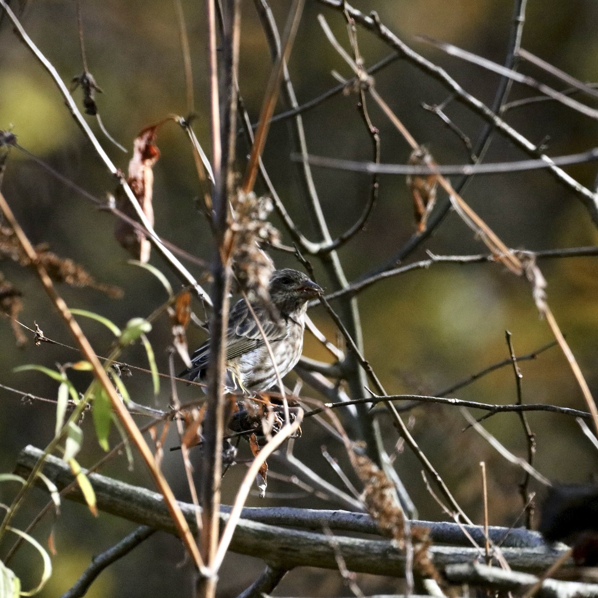 Purple Finch (Eastern) - ML644390965