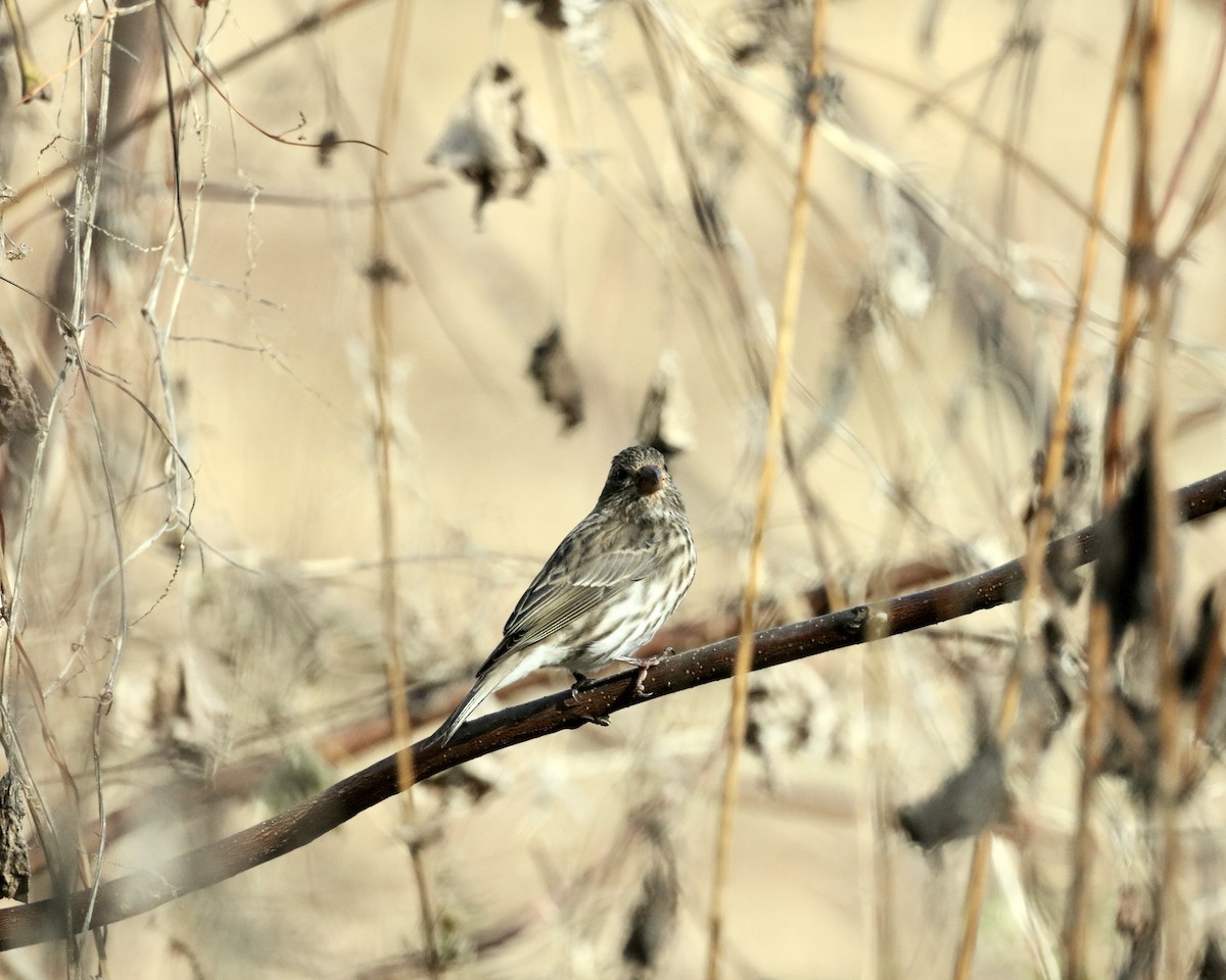 Purple Finch (Eastern) - ML644390966