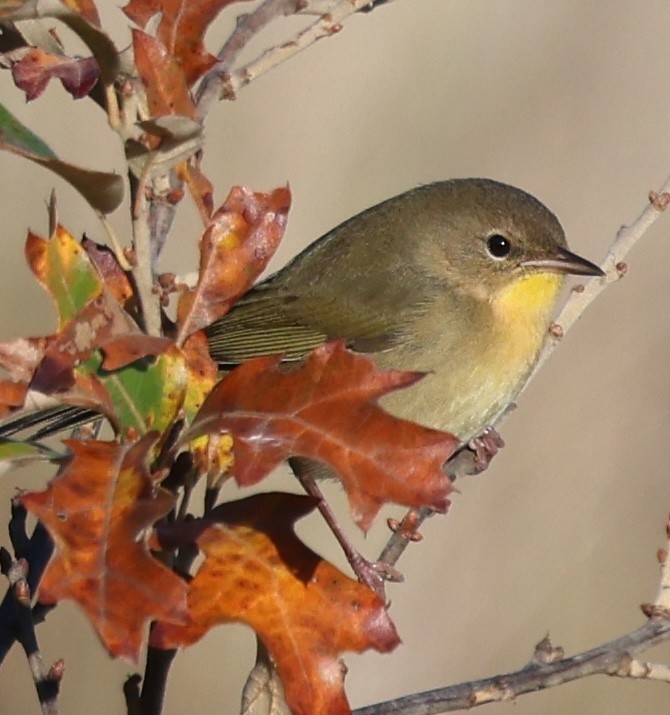 nordgulstrupe - ML644390975