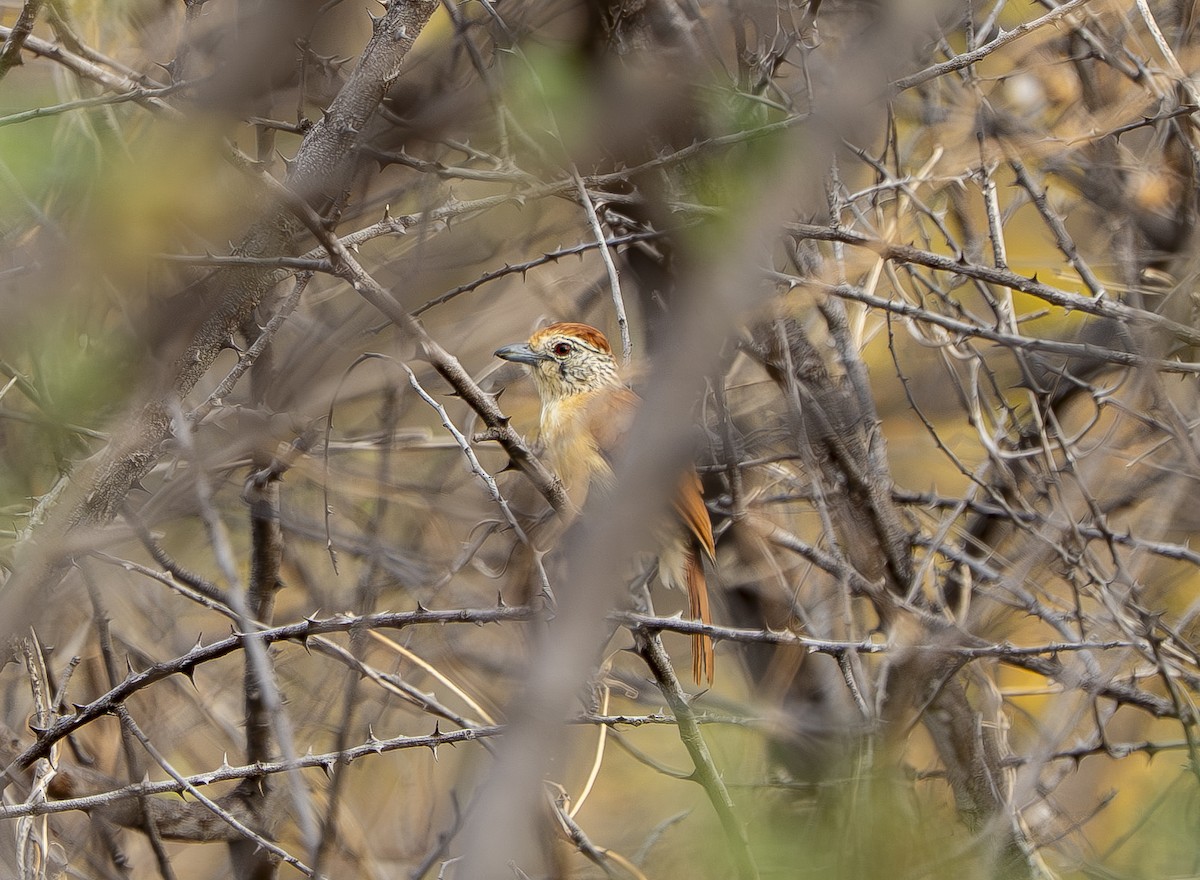 Barred Antshrike (Caatinga) - ML644390980