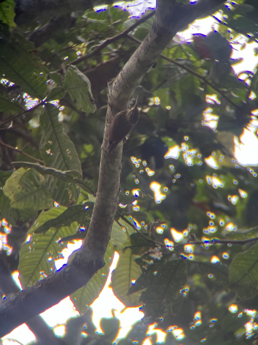 Streak-headed Woodcreeper - ML644390988