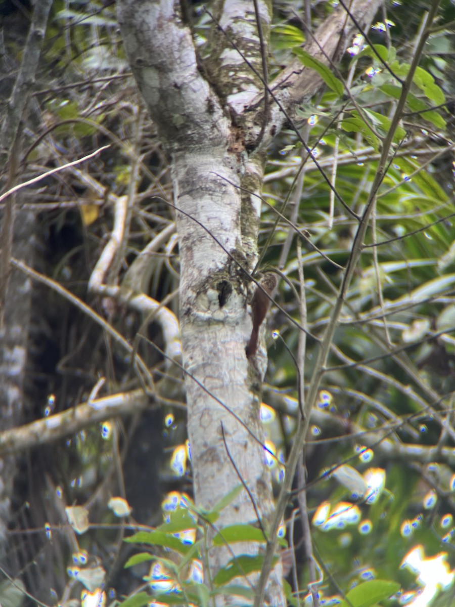 Streak-headed Woodcreeper - ML644390989