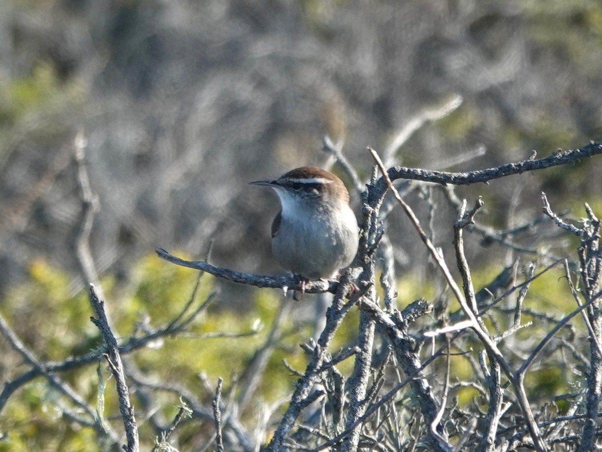 Bewick's Wren - ML644390990