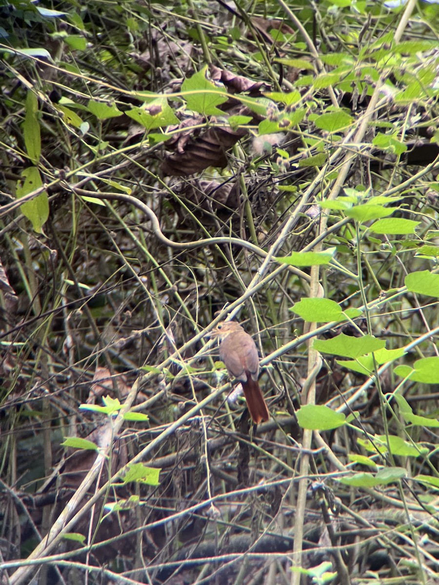 Ochre-throated Foliage-gleaner - ML644391010