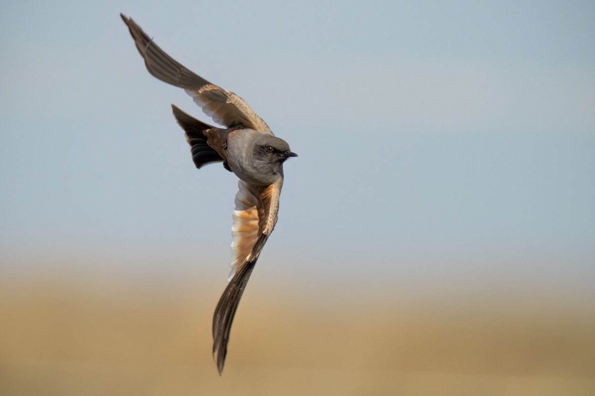 Chocolate-vented Tyrant - ML644391018