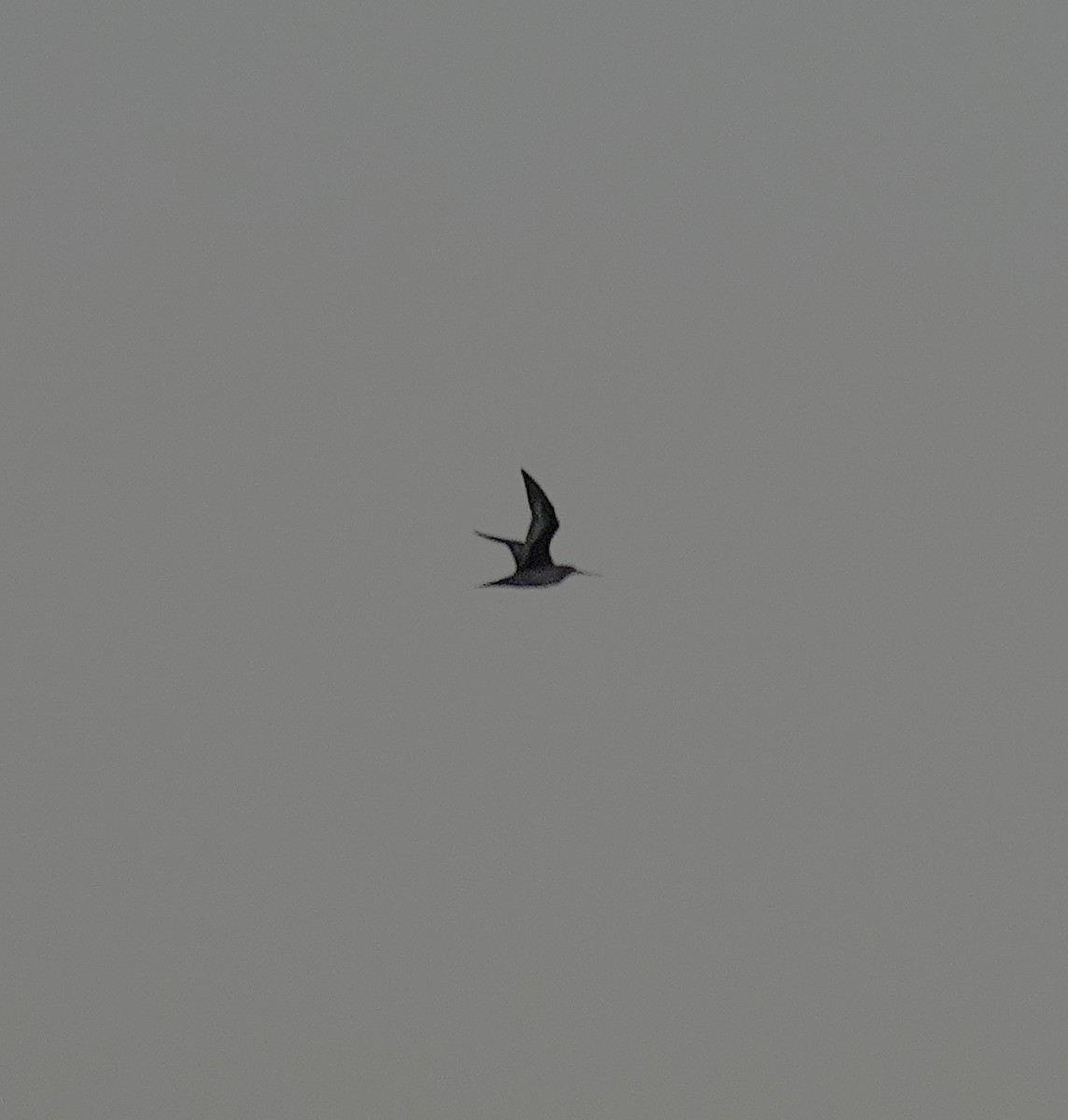 Hudsonian Godwit - ML644391051