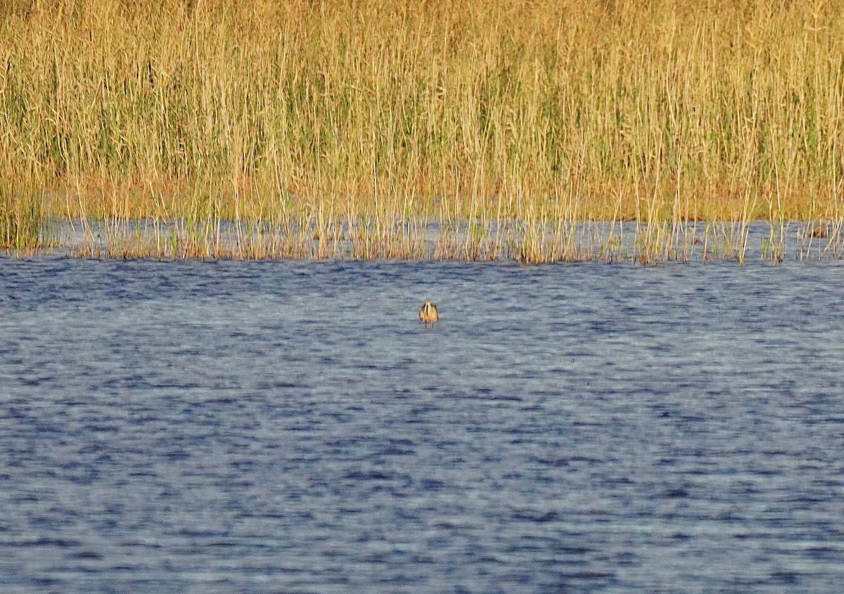 Hudsonian Godwit - ML644391054