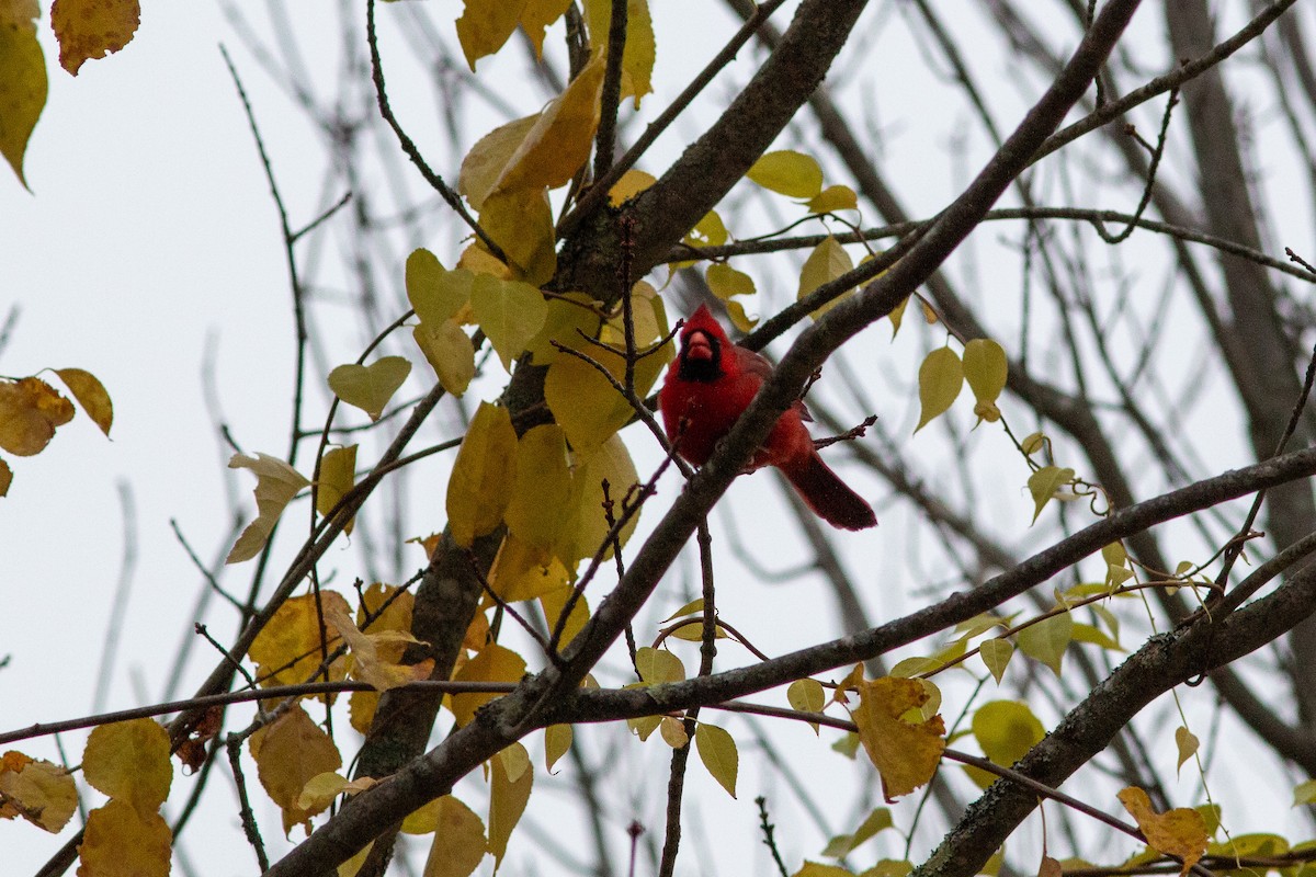 Northern Cardinal - ML644391060