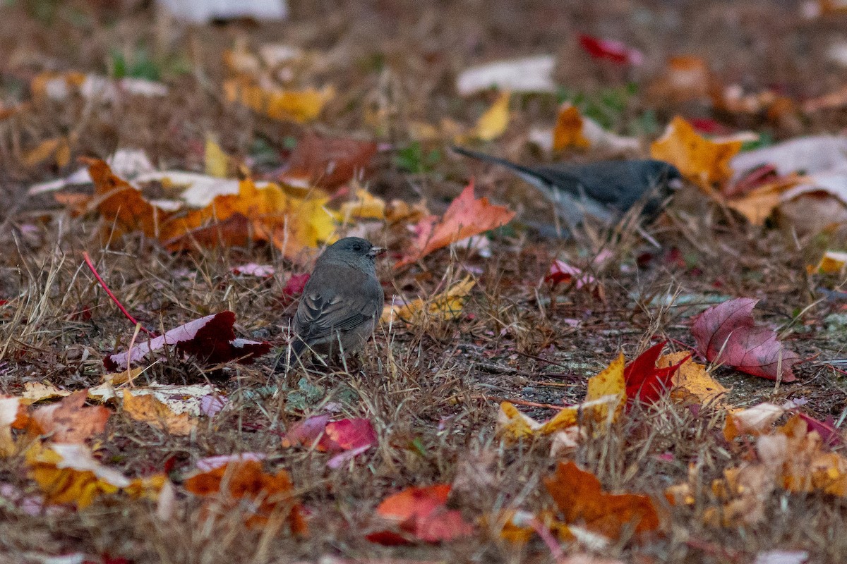 Dark-eyed Junco (Slate-colored) - ML644391067