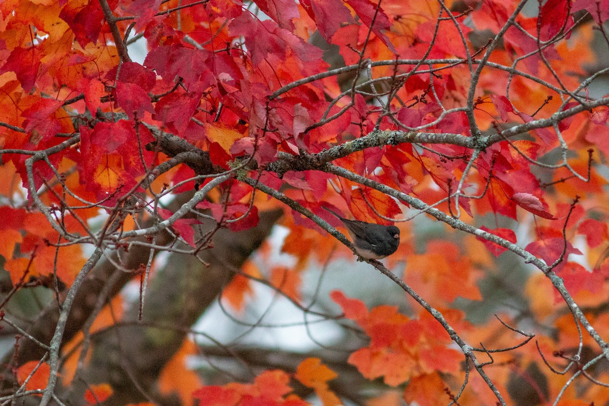 Dark-eyed Junco (Slate-colored) - ML644391068