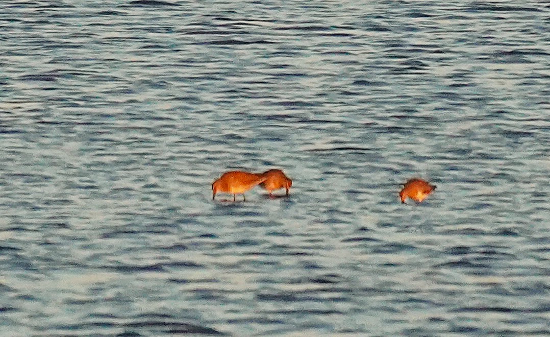 Tundraschlammläufer - ML644391075