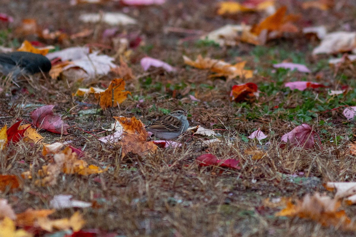 Chipping Sparrow - ML644391076