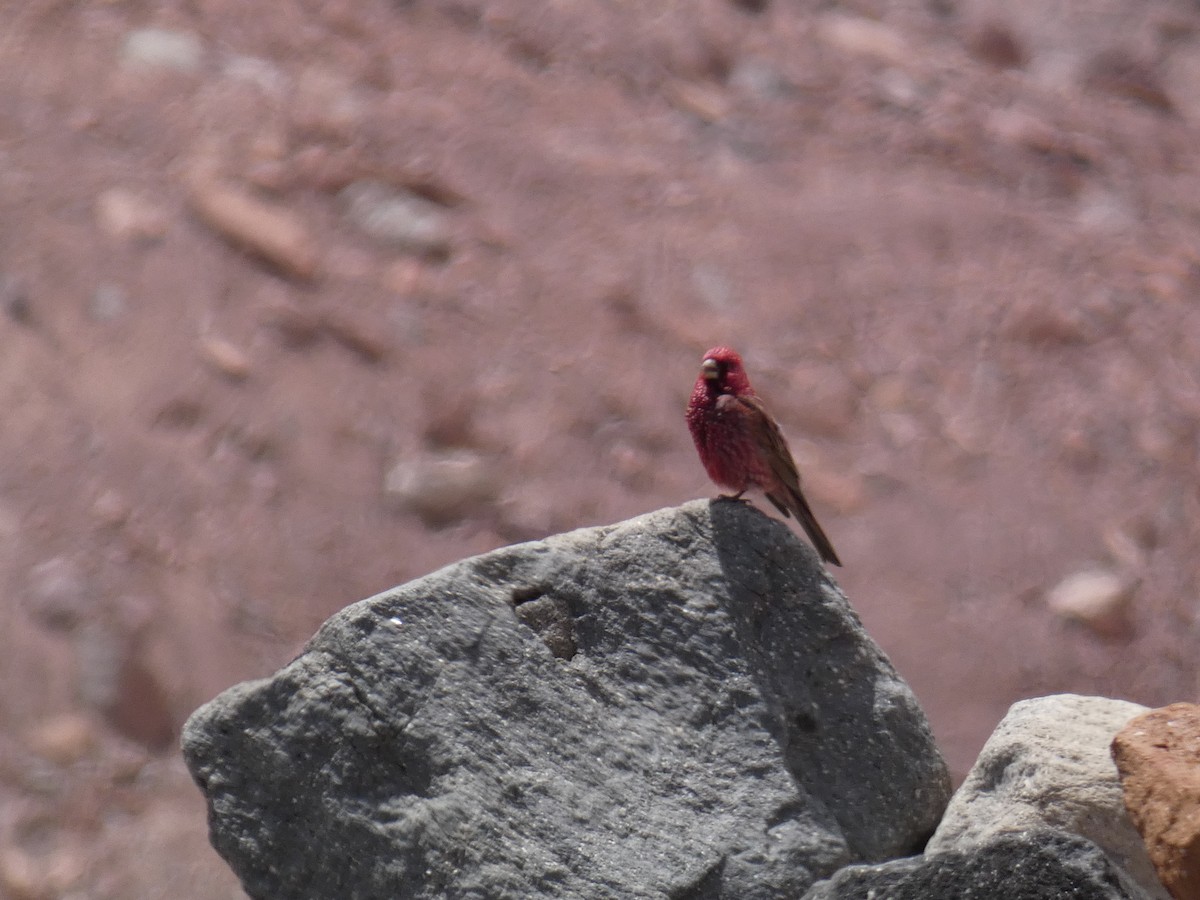 fjellrosenfink - ML644391077