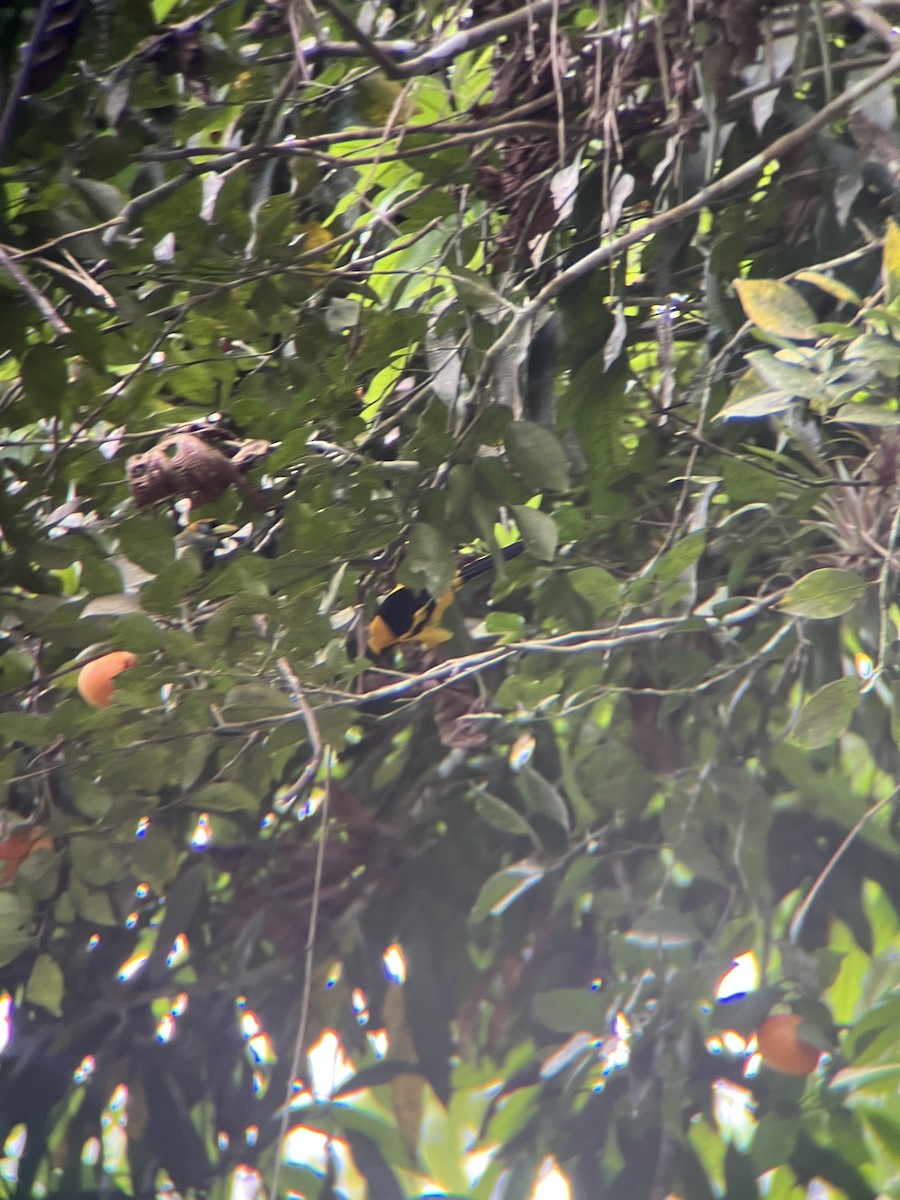 Yellow-tailed Oriole - ML644391078