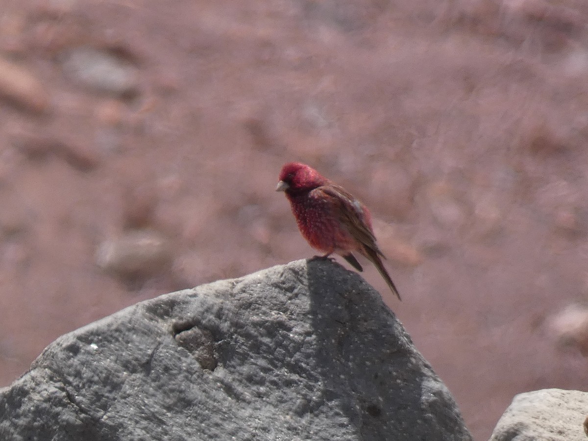 fjellrosenfink - ML644391080