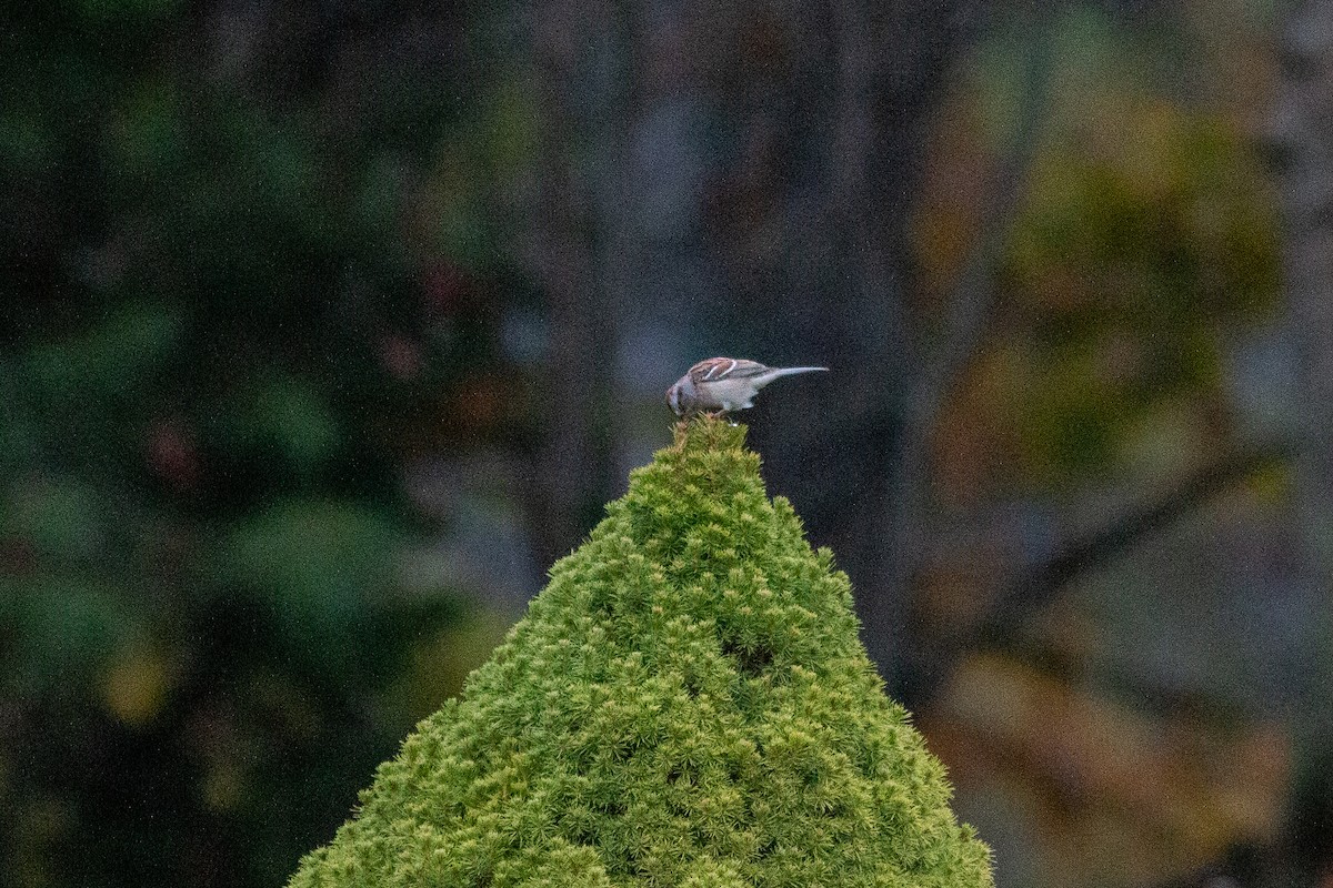 American Tree Sparrow - ML644391083