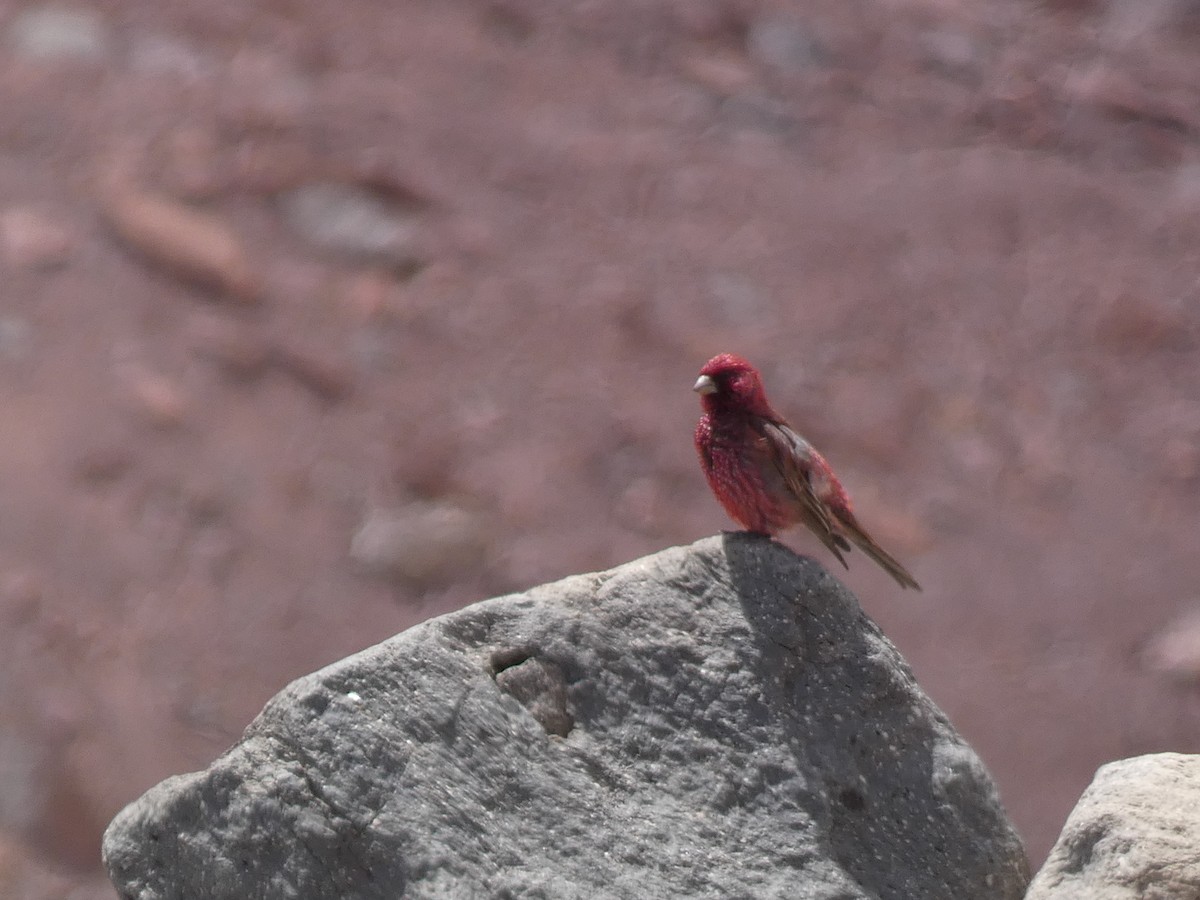 fjellrosenfink - ML644391086