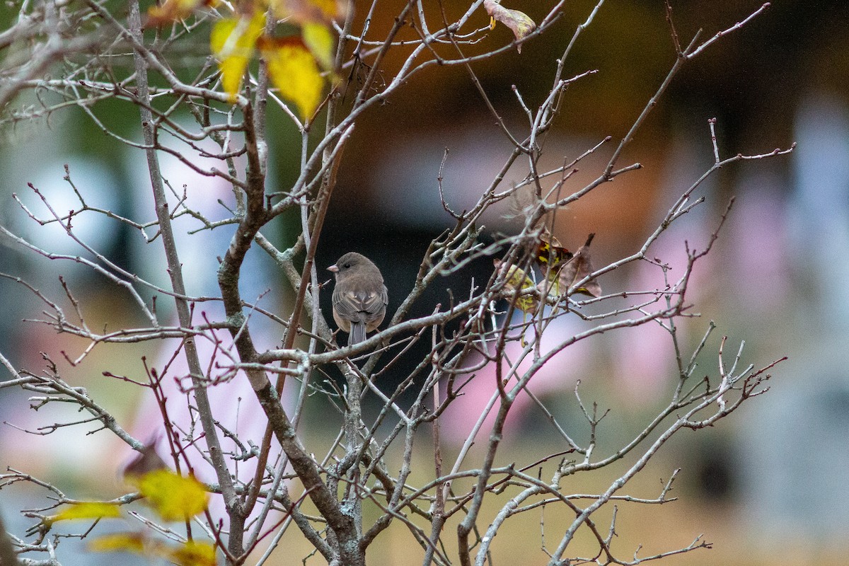 Dark-eyed Junco (Slate-colored) - ML644391090