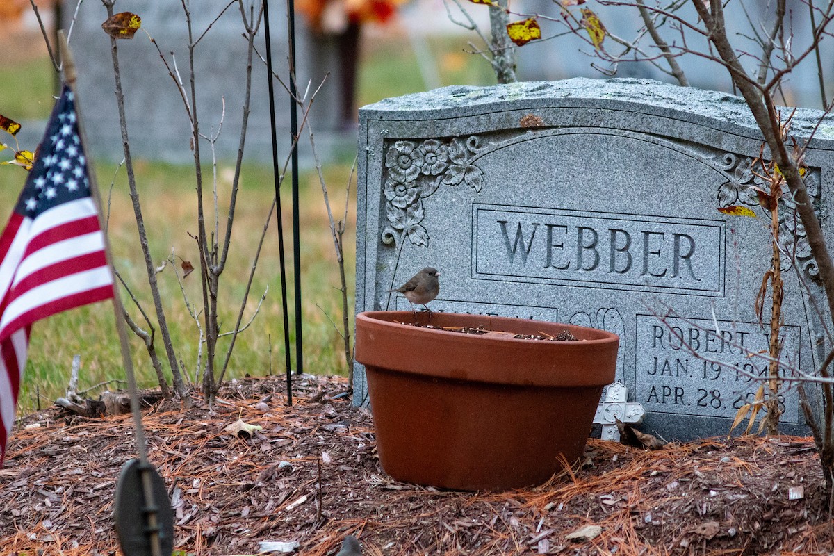 Dark-eyed Junco (Slate-colored) - ML644391091
