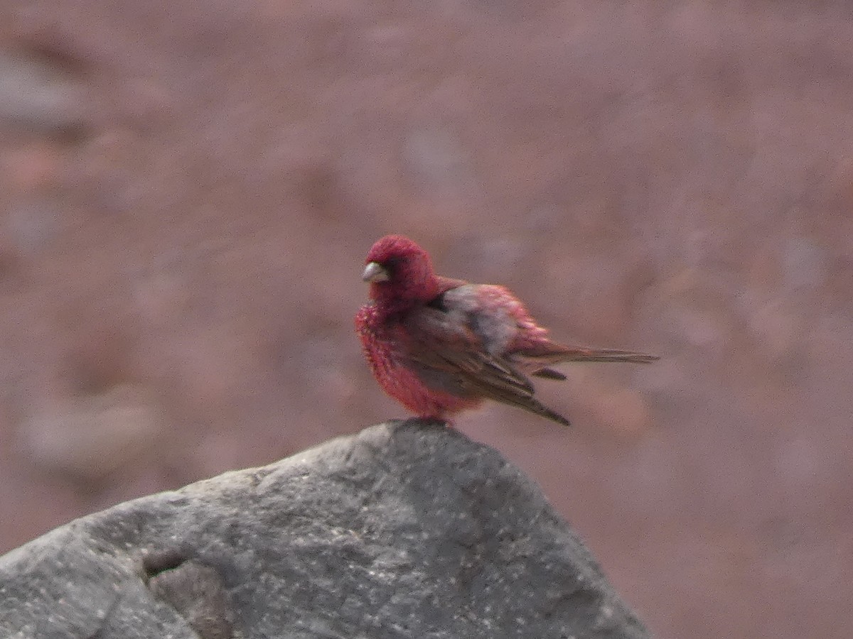 fjellrosenfink - ML644391092