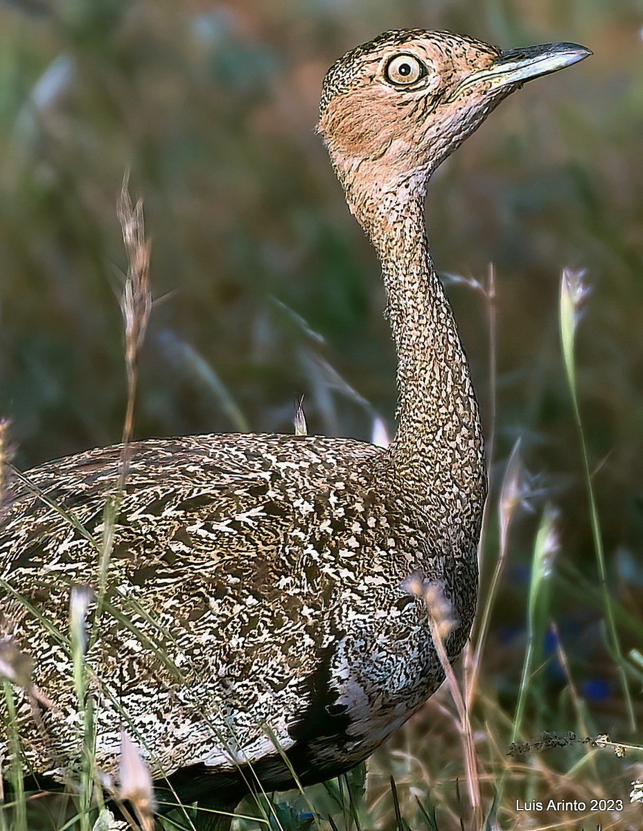Buff-crested Bustard - ML644391094