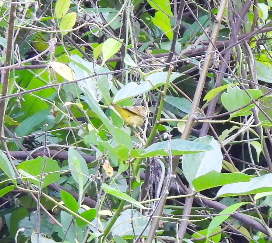 Northern Yellow Warbler - ML644391100