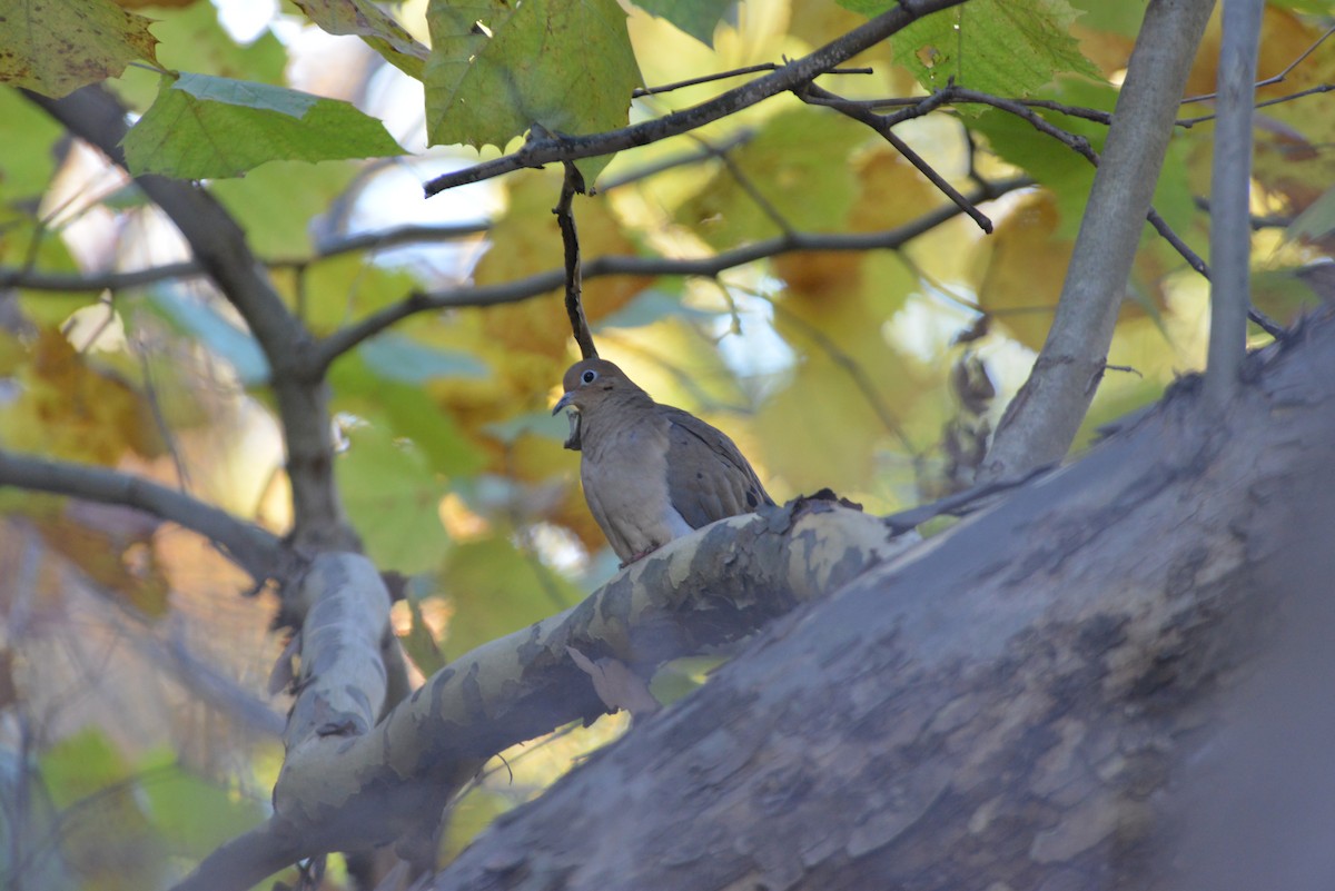 Zenaida Huilota - ML644391103