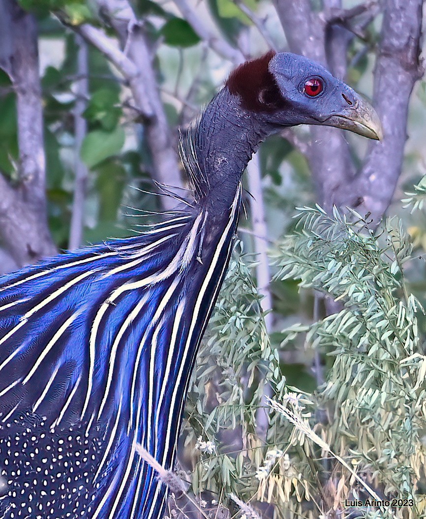 Vulturine Guineafowl - ML644391126