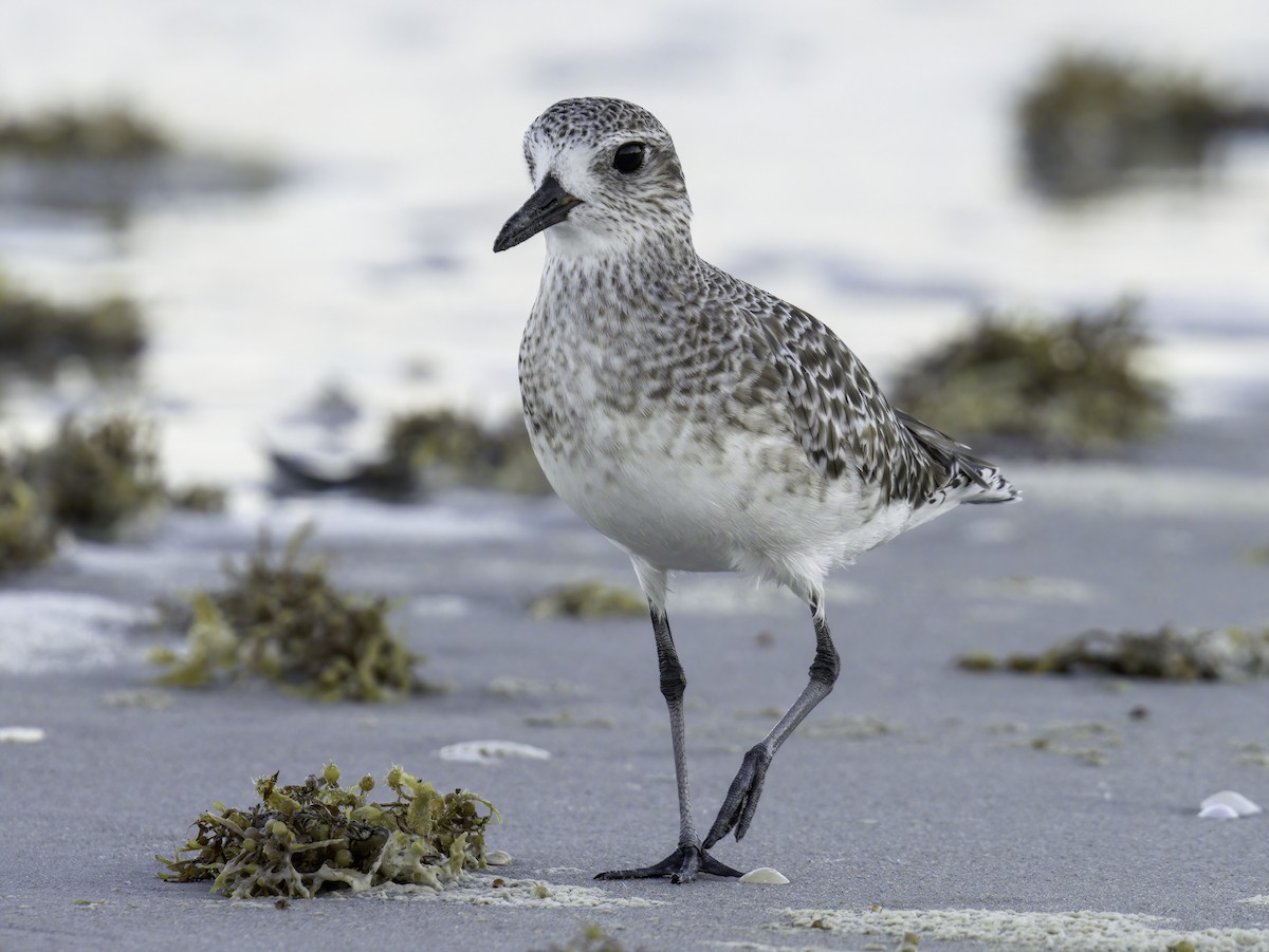 Black-bellied Plover - ML644391127
