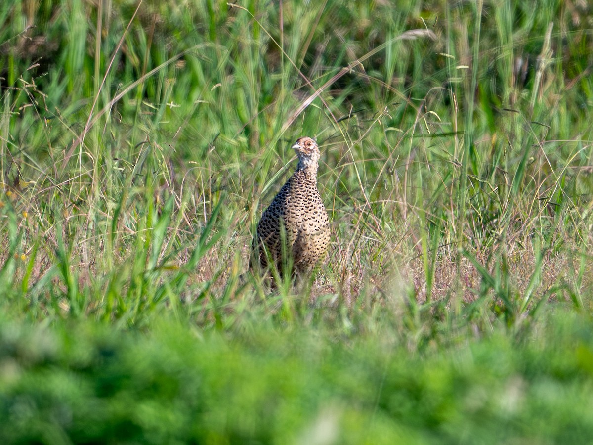 Fagiano verde - ML644391135