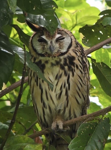 Striped Owl - ML644391137