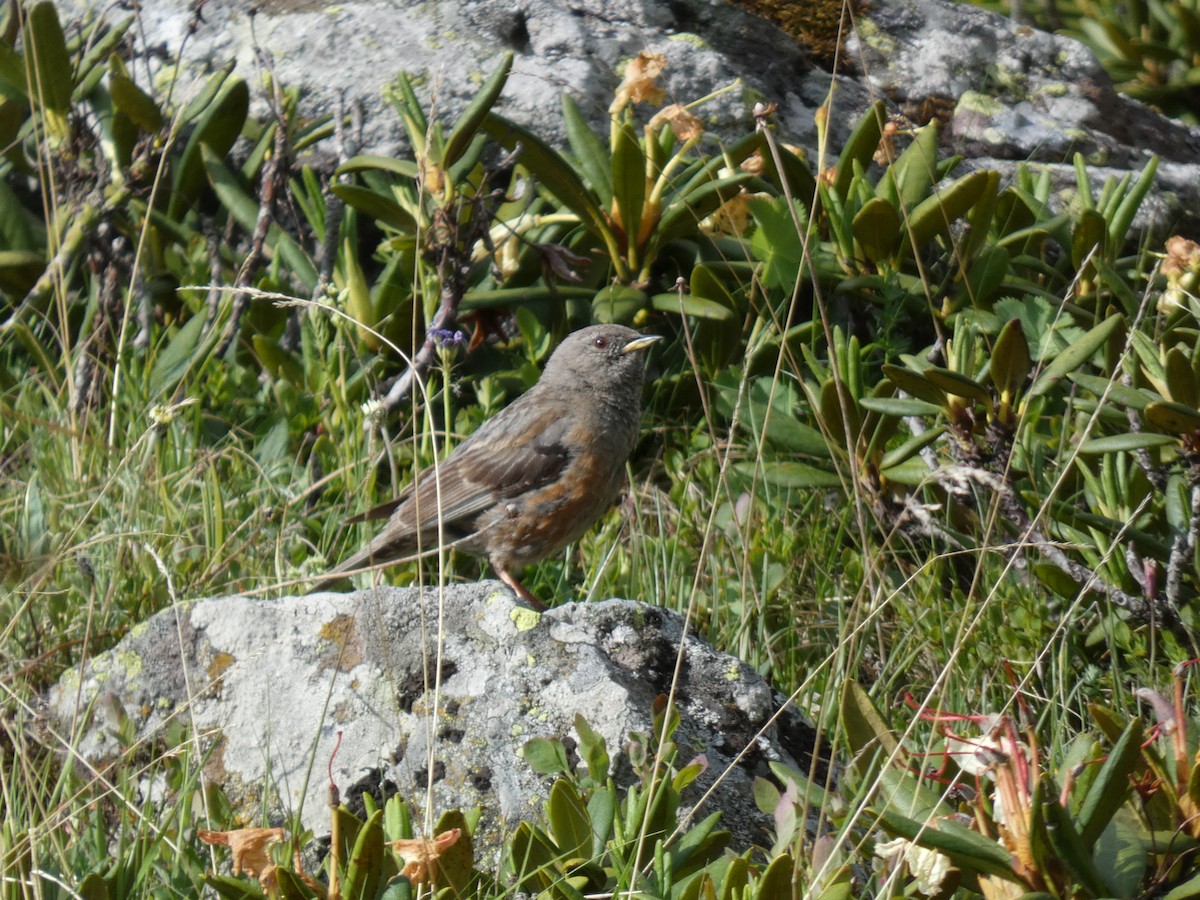 Sordone - ML644391138