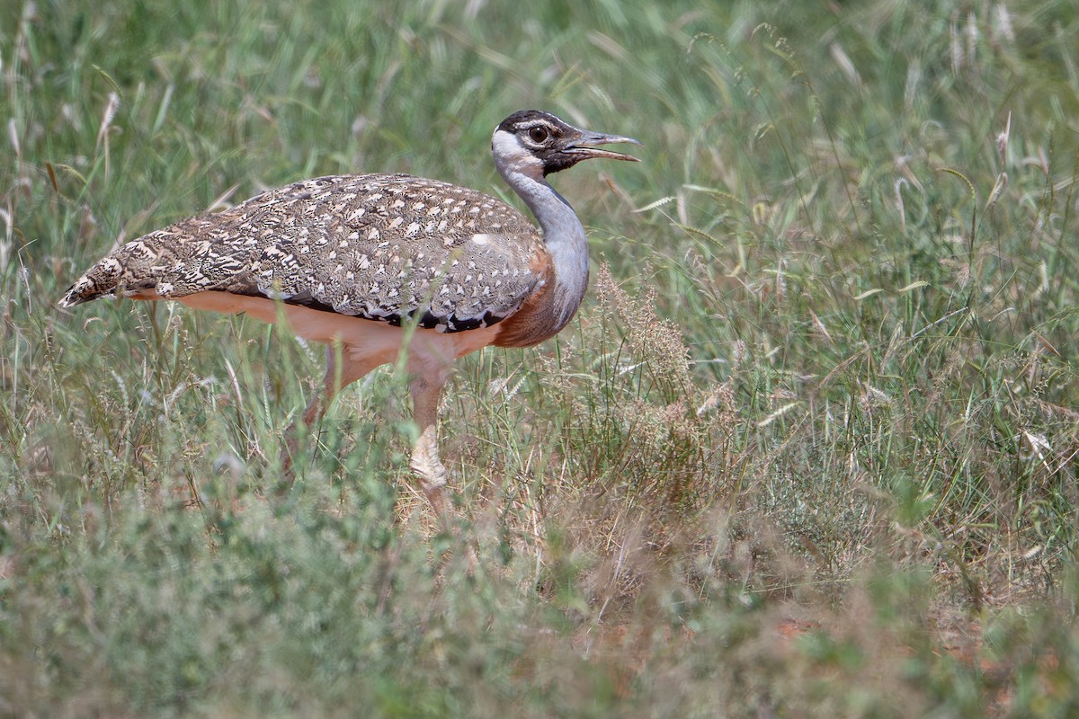 Heuglin's Bustard - ML644391149
