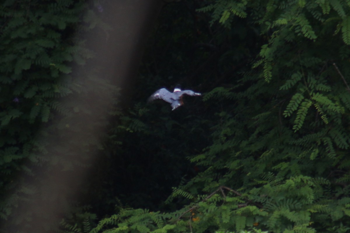 rybařík obojkový - ML644391150