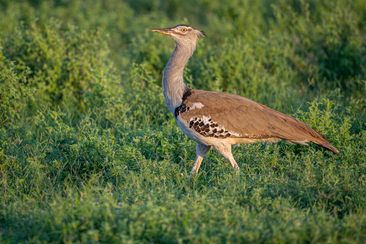 Kori Bustard - ML644391152