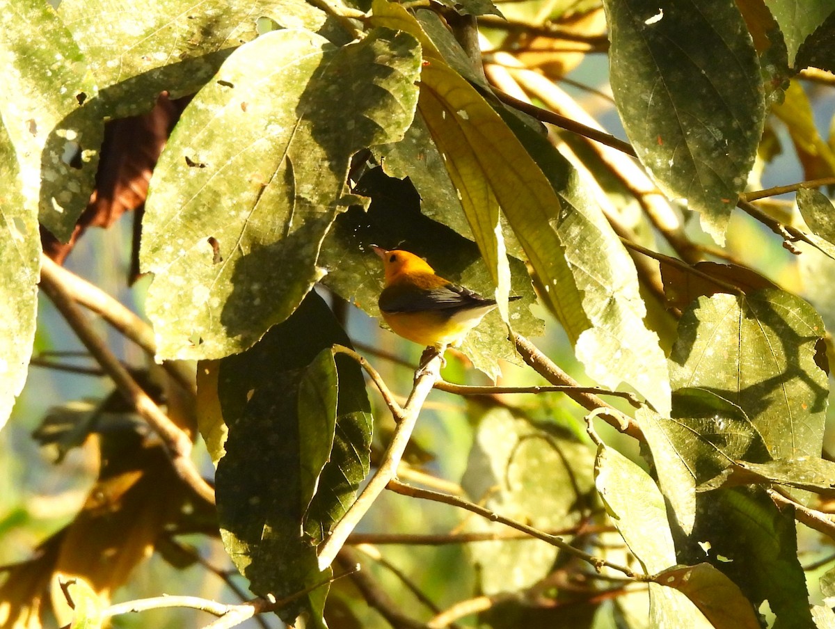 Prothonotary Warbler - ML644391161