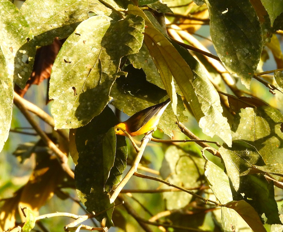 Prothonotary Warbler - ML644391162