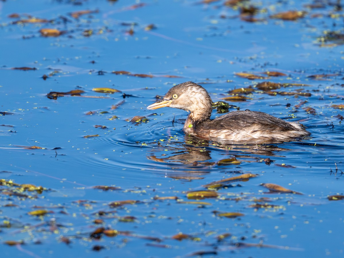 Little Grebe - ML644391167
