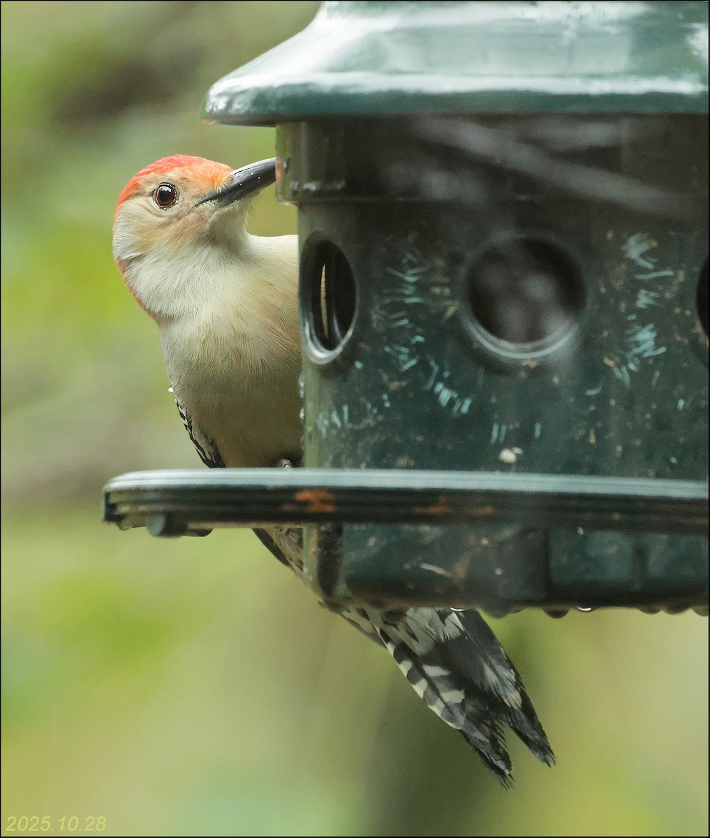 Red-bellied Woodpecker - ML644391168
