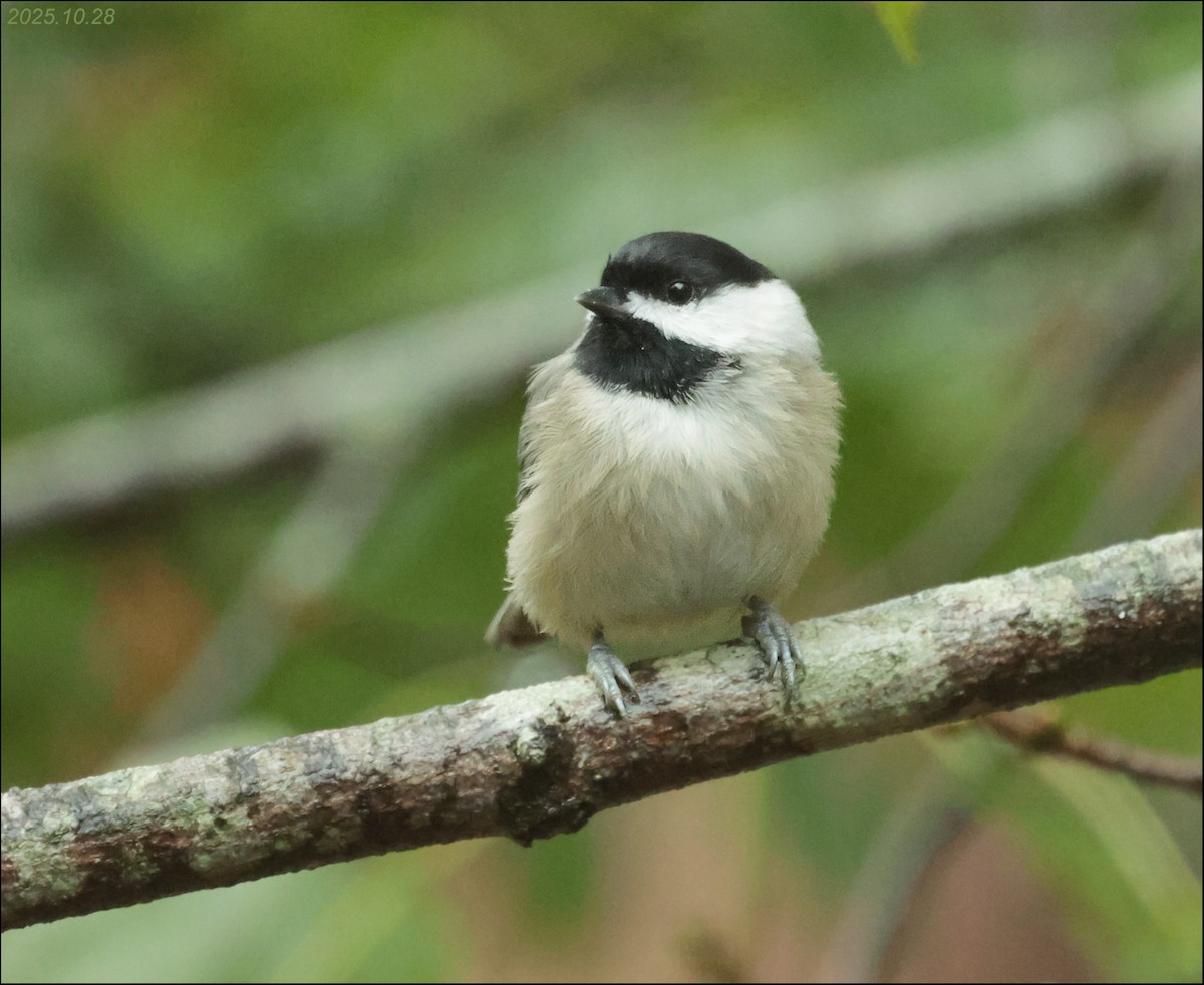 Carolina Chickadee - ML644391171