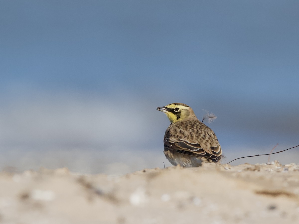 ハマヒバリ - ML644391172