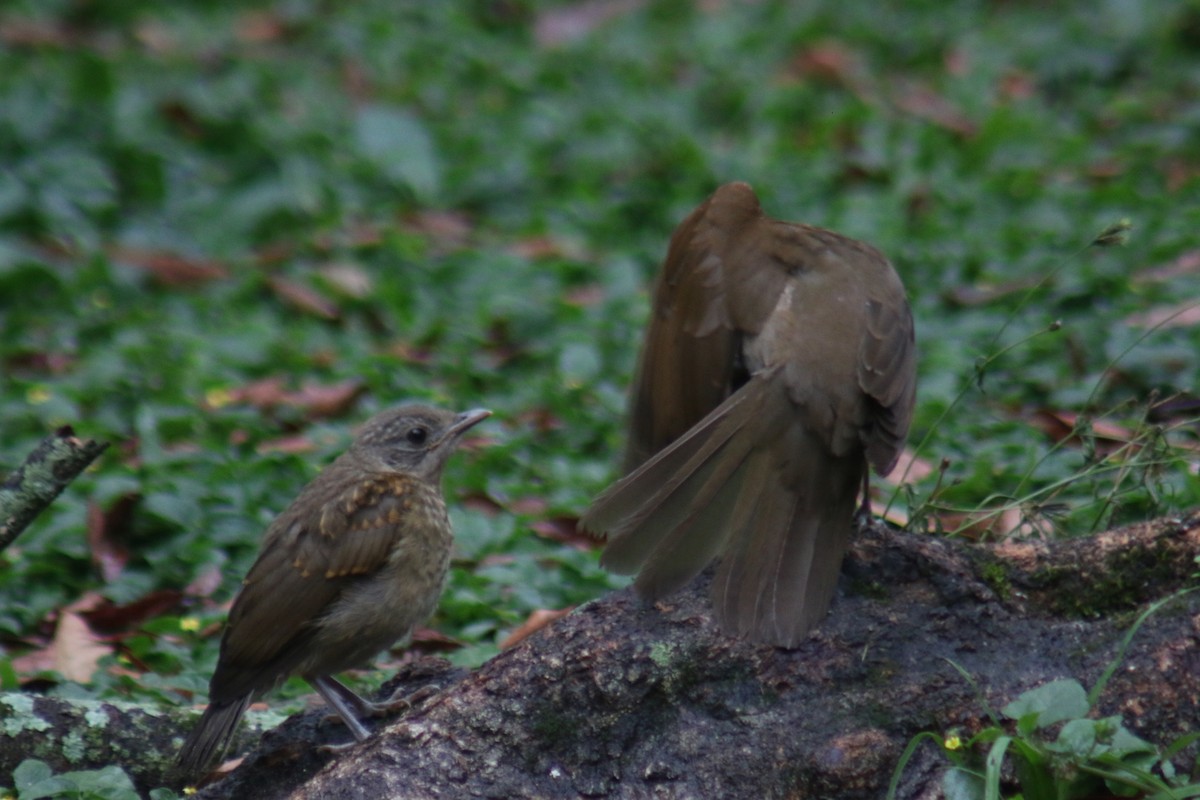 Fahlbrustdrossel - ML644391173